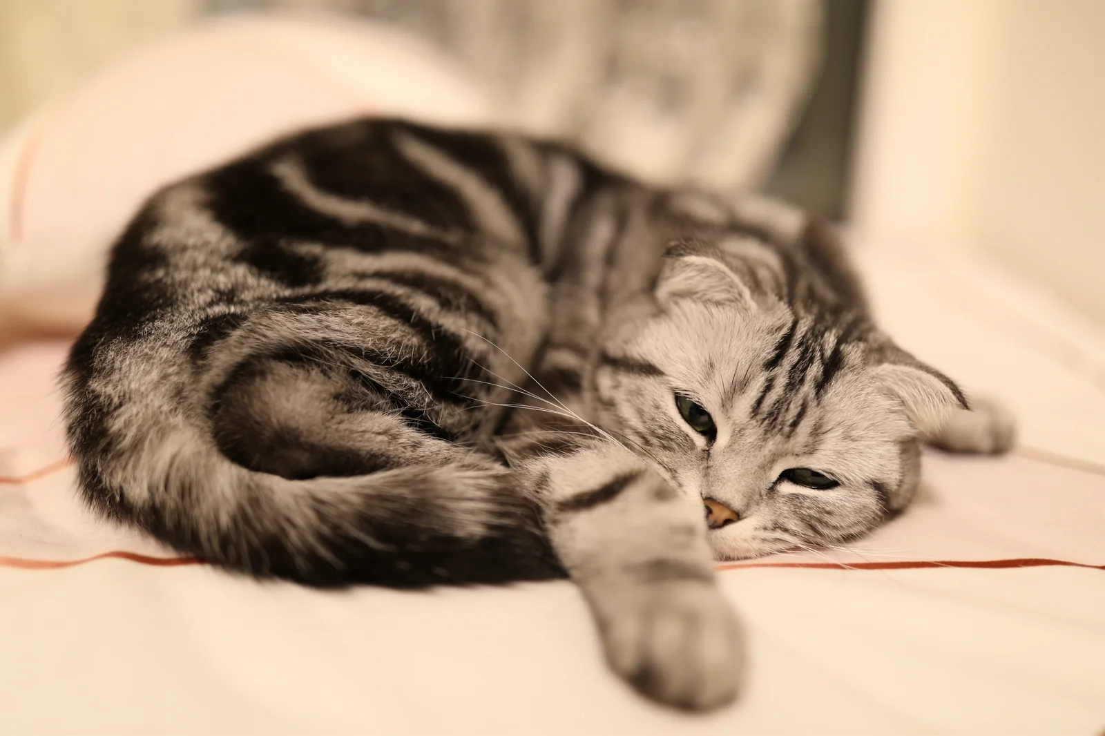 Mugua curled up for a quiet afternoon nap