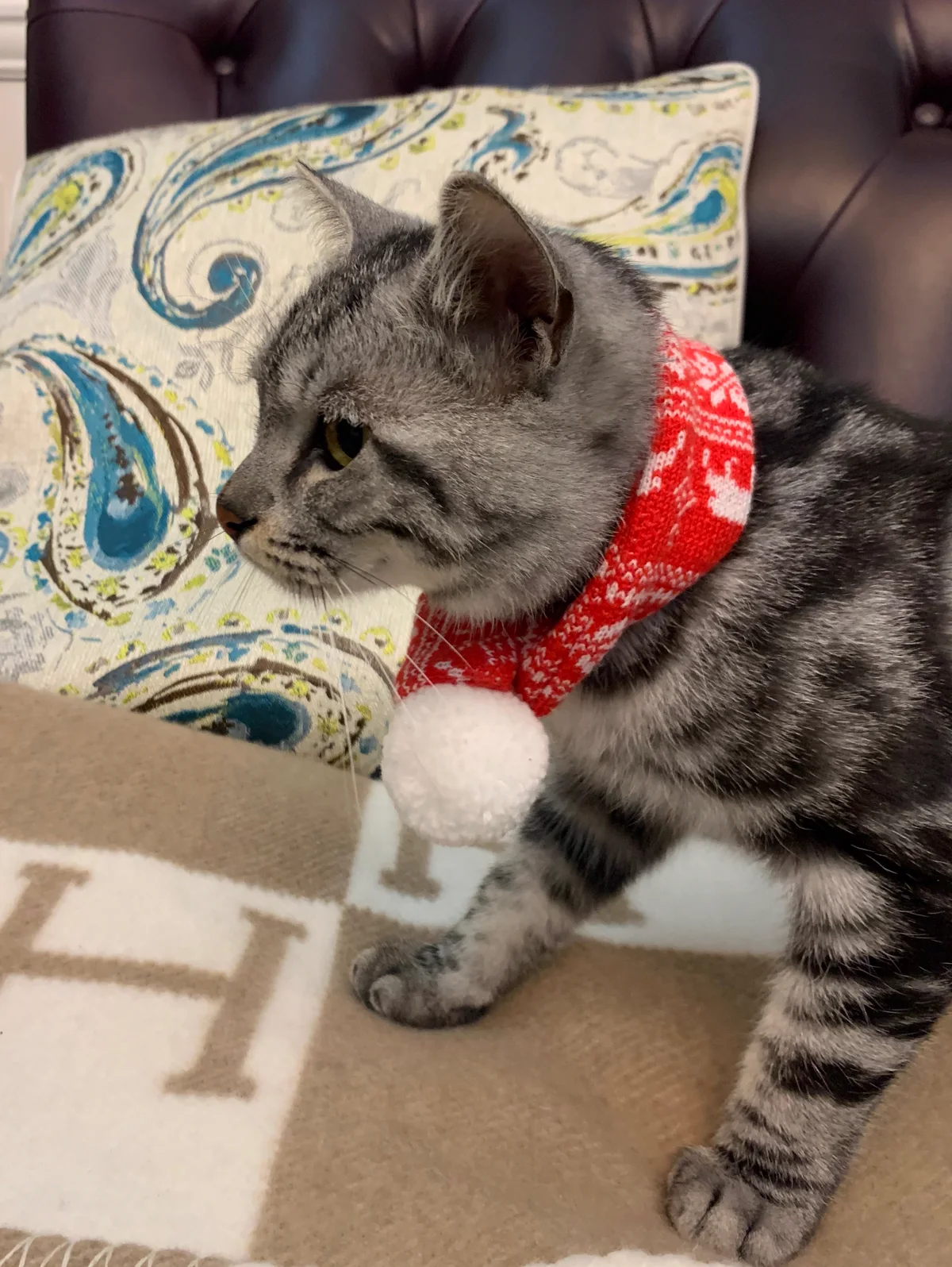 Niunai, a straight-eared silver tabby, wearing a red scarf