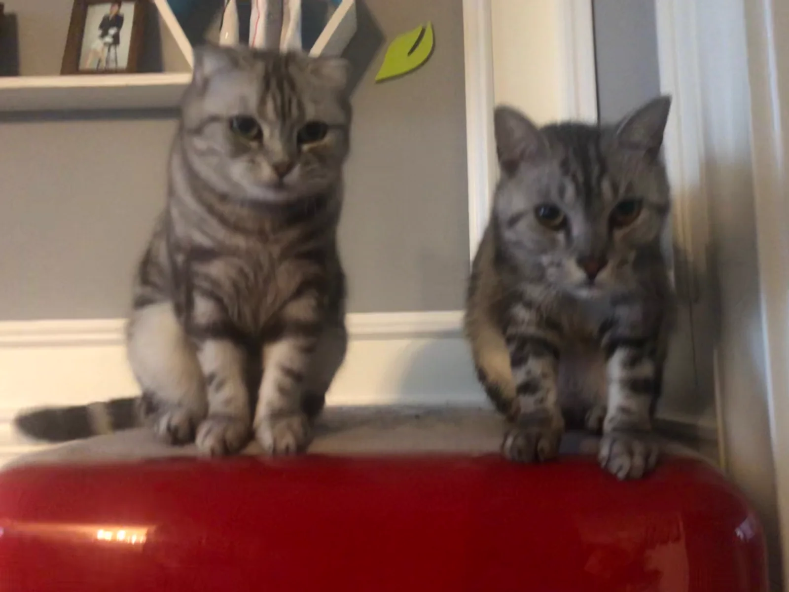 Mugua and Niunai standing side by side at home